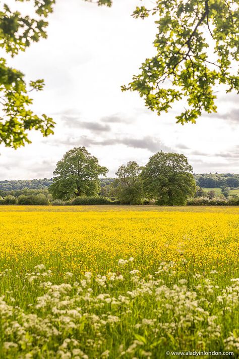 Cotswolds field on a Moreton-in-Marsh walk Cotswolds Walks, Cotswolds Villages, The Cotswolds England, Country Walks, Yellow Field, Walking Map, Cotswolds England, Pretty Cottage, Day Trips From London