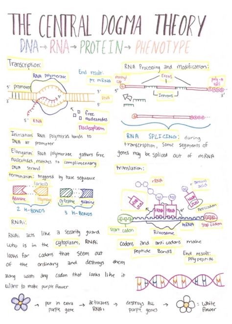 DNA and Protein synthesis poster Protein Synthesis Poster, Protein Synthesis Diagram, Protein Synthesis Notes, Dna Poster, Protein Biology, Microbiology Study, Biochemistry Notes, Biology Poster, Science Cells