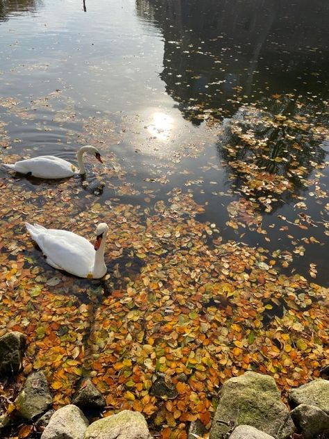 New England Autumn, Fall Aesthetic Pictures, Feels Like Fall, Fall Boards, Mazzy Star, Fallen Leaves, Cozy Season, Autumn Scenery, Season Of The Witch