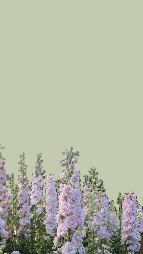 Green Purple Background, Purple And Green Wallpaper, Green And Purple Wallpaper, Aesthetic Flowers Wallpaper, Taylor Wallpaper, Pink And Green Wallpaper, Notion Ideas, Wallpaper Vibes, Sage Green Wallpaper