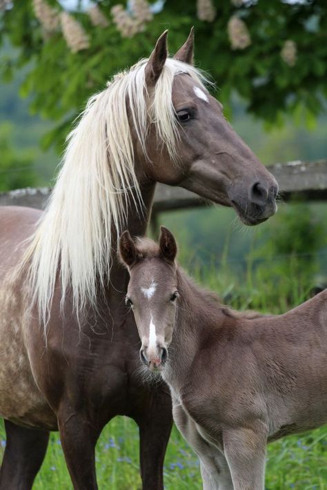 Rocky Mountain Horse, Mare And Foal, Mountain Horse, Gorgeous Horses, Horse Boarding, Most Beautiful Horses, Baby Horses, Majestic Horse, Horses And Dogs