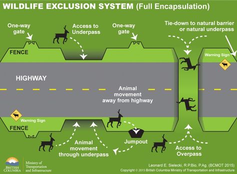 Christmas Island Crabs, Wildlife Crossing, Road Crossing, Deer Crossing, Animal Movement, Car Picture, Animals Crossing, Christmas Island, Dug Up