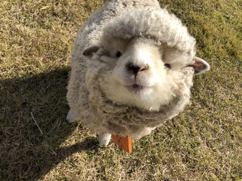 Cute Sheep, Pretty Animals, Fluffy Animals, Cute Creatures, Sweet Animals, Cute Little Animals, 귀여운 동물, Cuteness Overload, Cute Funny Animals