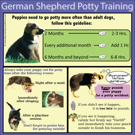 German Shepherd Puppy Training Guide German Shepherd Puppy Training, German Shepherd Puppies Training, German Shepherd Training, Dog Minding, Dog Tricks, Easiest Dogs To Train, Dog German, German Shepherd Puppy, Easy Tricks