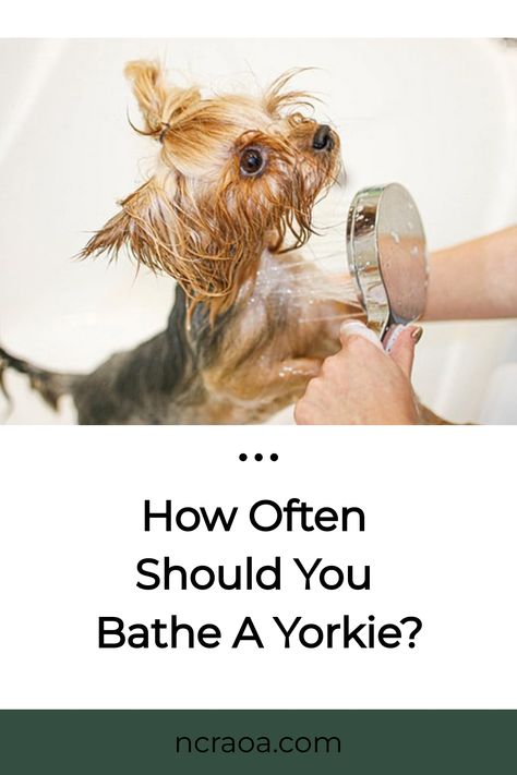 When you get a new Yorkie puppy, you are going to have to learn how to care for it properly. This includes giving it a bath. Unfortunately, you may not even know how to give Yorkie Puppy Training, Yorkshire Terrier Grooming, Guard Dog Breeds, Oatmeal Dog Shampoo, Tattoos For Dog Lovers, Best Shampoo, Dog Grooming Tips, Good Shampoo And Conditioner, Animal Fun