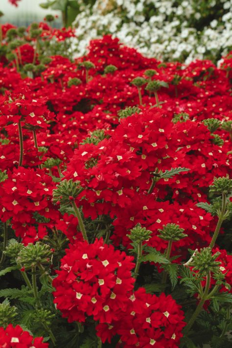 Verbena - Aztec Red Velvet, Ball Horticultural Co. Zone 4 Perennials, Red Verbena, Red Flowers Garden, Front Yard Design Ideas, Red Perennials, Garden Home Ideas, Yard Design Ideas, Yard Landscape Ideas, Garden Front Yard