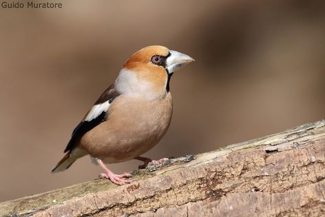 Hawfinch, Jamais Vu, Bird Perch, All Birds, Bird Photography, Song Bird, Bird Feathers, Birds, Animals