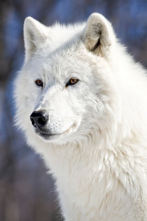 Arctic Wolf Wolf Beautiful, Wolf With Blue Eyes, Cry Wolf, White Wolves, White Husky, Arctic Wolf, Wolf Photos, Timber Wolf, Wolf Love