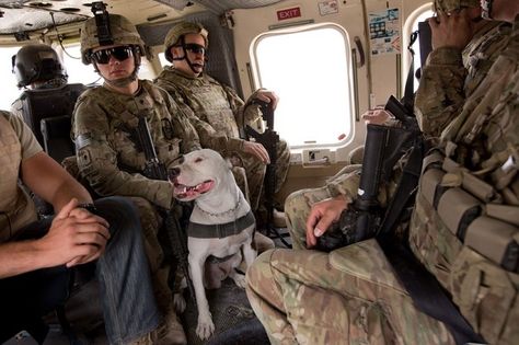 TEDD handler SPC Alexander Reimer and his dog Howard fly in a helicopter on their way to link up with a platoon in Zharay District, Kandahar Province. Dog With Man, Army Dogs, Pitt Bulls, Nanny Dog, Military Working Dogs, Pitbull Rescue, Military Dogs, Pit Bull Love, Pitbull Lover