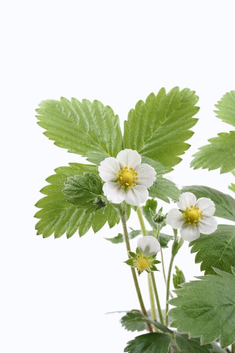 Strawberry plant. Close-ups of strawberry plant with flowers isolated on white , #Aff, #Close, #ups, #Strawberry, #plant, #isolated #ad Strawberry Blossom Drawing, Strawberry Plant Photography, Strawberry Plant With Flowers, Strawberry Flower Illustration, Strawberry Plant Aesthetic, Strawberry Plant Illustration, Plants Close Up, Strawberry Flower Drawing, Plant Reference Photos