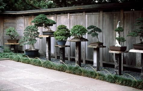 Bonsai Shelves Outdoor, Bonsai Display Stand, Bonsai Stands Outdoor, Bonsai Display Ideas, Bonsai Greenhouse, Bonsai Bench, Japanese Water Feature, Wabi Sabi Garden, Bonsai Stand