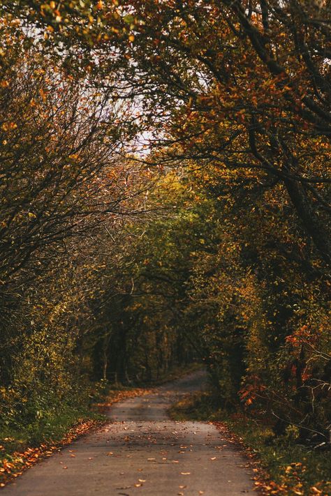 Autumn in county Durham, England | A Curious Fancy | Autumn England, English Autumn, Durham England, Fall Mood, Dark Autumn, Autumn 2024, Autumn Scenery, Fall Feels, Autumn Vibes