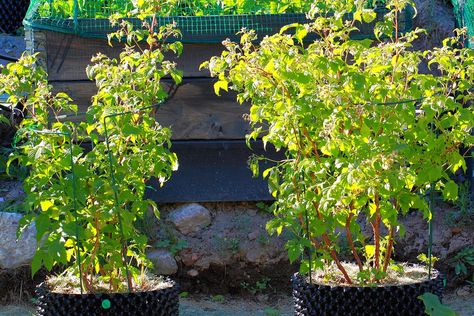 Grow Raspberries in Pots! Raspberries In Pots, Grow Raspberries, Pruning Raspberries, Raspberry Trellis, Pot Trellis, Water Timers, Natural Plant Food, Growing Raspberries, Raspberry Plants