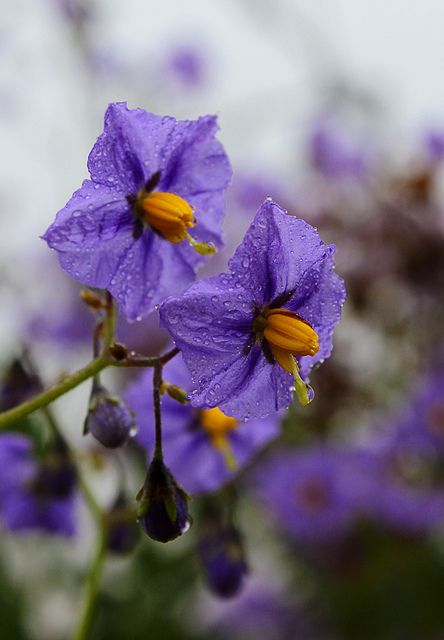 Poisonous flowers! Solanum, Deadly Night Shade, Potato family. Green potatoes are also poisonous, Deadly Night Shade Flower Tattoo, Night Shade Flower, Deadly Nightshade Aesthetic, Poison Flowers, Deadly Nightshade Flower Drawing, Deadly Nightshade Flower Aesthetic, Deadly Nightshade Flower, Potato Flower, Bittersweet Nightshade