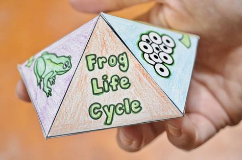 The life cycle theme is a very popular one here and so I wanted to take the learning one step further by creating this free printable frog life cycle interactive spinner toy! It’s a FUN sensory tool that turns learning into play time! Below you’ll learn more about the frog’s life cycle and how tocontinue reading... The post FREE Printable Frog Life Cycle Interactive Spinner Top Toy appeared first on Surviving A Teacher's Salary. 3d Life Cycle Of A Frog, Free Frog Life Cycle Printable, Life Cycle Of A Frog Science Project, Frog Life Cycle Printable, Frog Life Cycle Craft, Life Cycle Of A Frog, Frog Sketch, Cycle For Kids, Frog Life Cycle