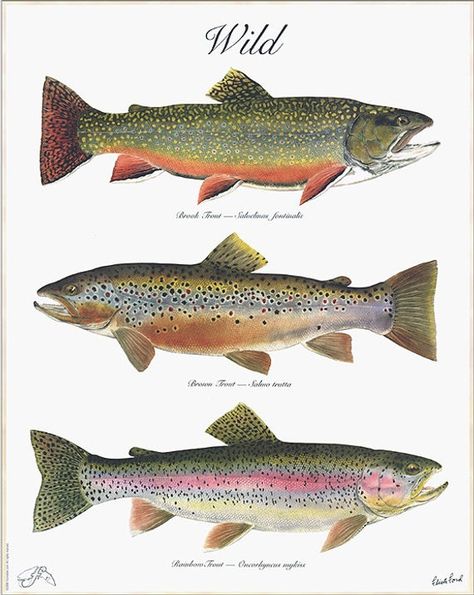 The WILD Poster, a 3 trout poster by Flick Ford with a Brook Trout, a Brown Trout and a Rainbow Trou Fish Chart, Fly Fishing Knots, Trout Art, Rainbow Trout Fishing, Fishing Art, Different Fish, Metal Animal, Fishing Photography, Brook Trout