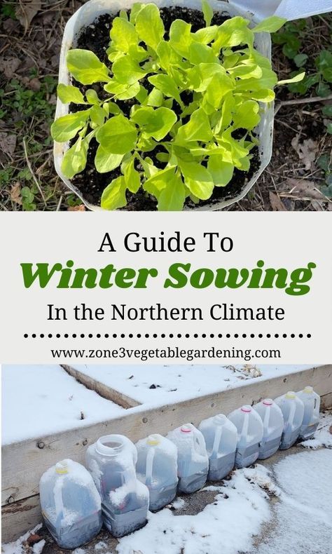 Winter Sowing Seeds, When To Plant Seeds, Cabbage Broccoli, Planting Chart, Cold Climate Gardening, Companion Planting Guide, Companion Planting Chart, Winter Sowing, Sowing Seeds