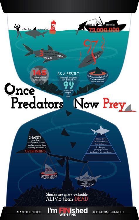 Shark Infographic, Ocean Diagram, Shark Finning, Shark Week Party, Shark Conservation, Save The Sharks, Shark Facts, Save Our Oceans, Marine Biologist