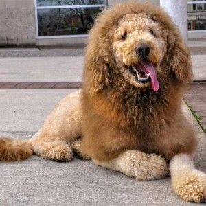 Dog or Lion Doodle??? – GRRSN Labradoodle Lion Haircut, Lion Cut Dog, Goldendoodle Haircuts, Dog Haircuts, Lion Dog, Dog Cuts, Like A Lion, Cute Lion, Golden Doodle