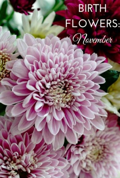 November Birth Flower Flowers For November, November Flowers, November Flower, Birthday Month Flowers, November Birth Flower, Wrist Flowers, November Birthday, Chrysanthemum Flower, Birth Month Flower