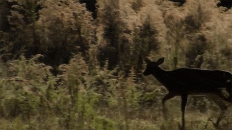 Deer Gif Aesthetic, Nature Aesthetic Gif, Deer Gif, Landscape Gif, Nature Gifs, Looking Gif, Stim Board, Aesthetic Gifs, Fawns Deer