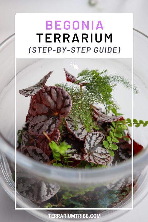 Our DIY guide on making a stunning begonia terrarium will take you through every step of the process. Find out the best plants to use and get inspired with our creative ideas. Let's dive in and discover the beauty of begonias! Begonia Terrarium, Bioactive Vivarium, Unique Terrarium, Bottle Terrarium, Open Terrariums, Fish Tank Terrarium, Terrarium Ideas, Best Plants, Terrarium Diy