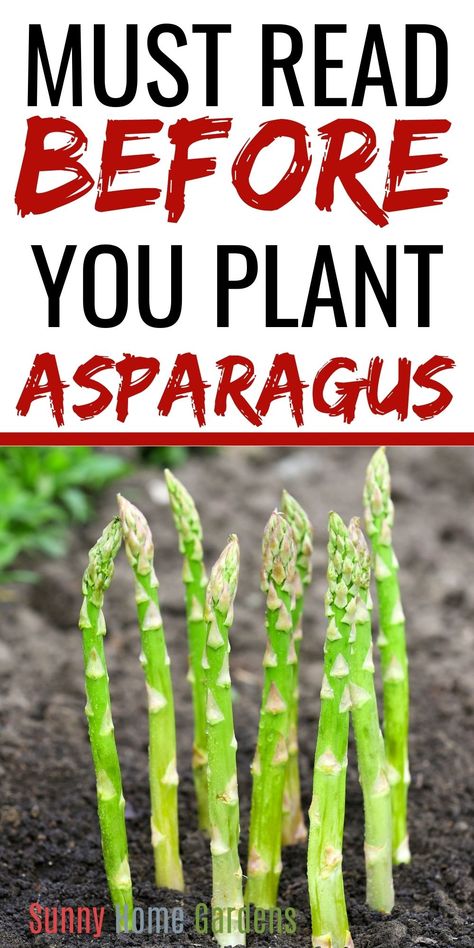 text on top says "Must Read Before You Plant Asparagus", picture on bottom is asparagus shoots growing When To Plant Asparagus, Asparagus Growing, Harvesting Asparagus, Plant Asparagus, Asparagus Garden, Grow Asparagus, Asparagus Plant, Growing Asparagus, Tattoo Plant