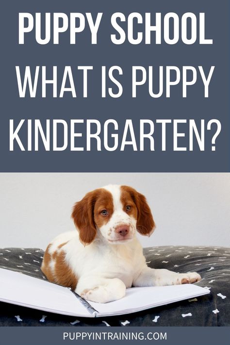 Puppy School, New Puppy Checklist, Puppy Biting, Puppy Snuggles, Crate Training, Kindergarten Class, Puppy Training, Service Dogs, New Puppy