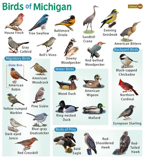 Know about the different types of birds native to Michigan. Get details about the official state bird, birds of prey, water birds, and the common backyard birds dwelling here Different Types Of Birds, Blue Gray Gnatcatcher, Brown Birds, Michigan Nature, Pig Breeds, Types Of Birds, Painted Bunting, Bird Identification, Water Birds