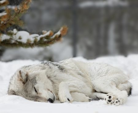 Sleeping Wolf, Wolf Stuff, Wolf Love, Wild Wolf, Wolf Pictures, Beautiful Wolves, Wolf Spirit, Wild Dogs, Lone Wolf