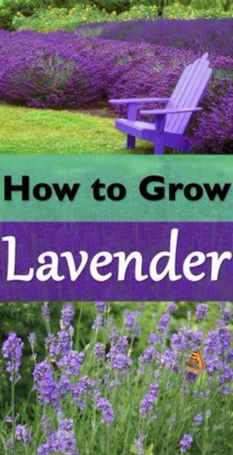 Grow Lavender, Garden Lavender, Lavender Varieties, Grow Flowers, Growing Lavender, Diy Gardening, Lavender Plant, Pink And White Flowers, Blue Soft