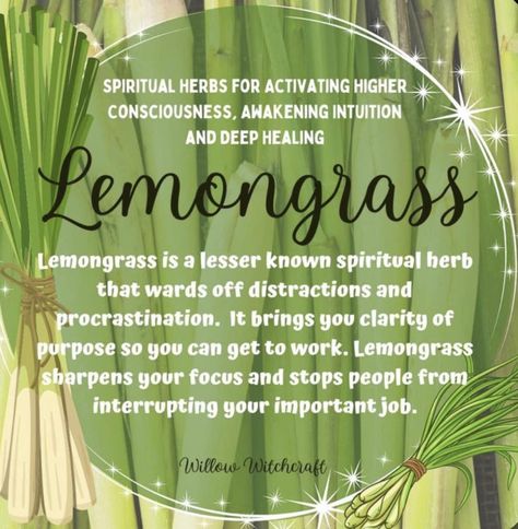 Lemongrass Properties Magic, Lemongrass Incense Meaning, Lemongrass Magical Uses, Lemon Grass Spiritual Benefits, Lemongrass Uses Witchcraft, Lemongrass Spiritual Meaning, Lemongrass Meaning Witchcraft, Lemongrass Witchcraft, Lemon Grass Magical Properties