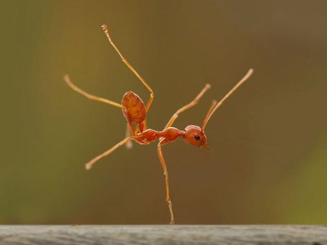 And break-dance :D Amazing Macro Photography, Macro Photography Tips, Photo Macro, Cool Insects, Fire Ants, Dance Like No One Is Watching, A Bug's Life, Beautiful Bugs, Arthropods