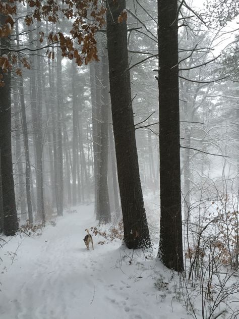 Christmas Dreaming, Crazy Ideas, Photos Of People, Winter Inspo, I Love Winter, Hilarious Photos, Winter Love, Winter Magic, Snow Angels