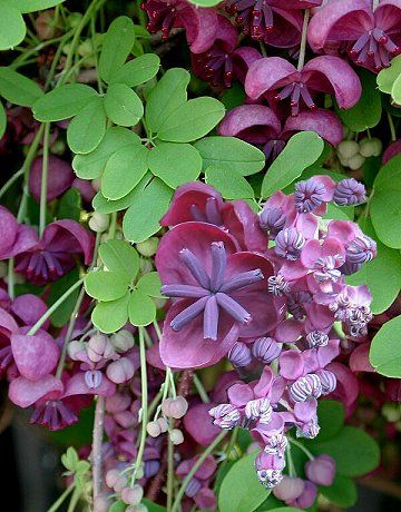 Brooklyn Garden, Chocolate Vine, Akebia Quinata, Vine Fruit, Dirty Hands, Succulent Gardens, Garden Vines, Unusual Plants, Flowering Vines