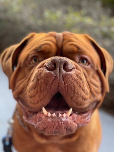 Borador Dogs, French Mastiff Dog, Bordoux France, Bull Mastiff Dogs, Bordeaux France Photography, Bordeaux Dog, French Mastiff, Mastiff Breeds, French Dogs