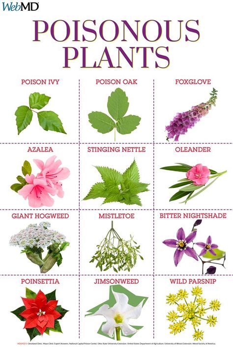 Poison Plants, Poison Ivy Plants, Medicinal Wild Plants, Identify Plants, Deadly Plants, Leaf Identification, Witch Herbs, Garden Inspo, Different Types Of Flowers