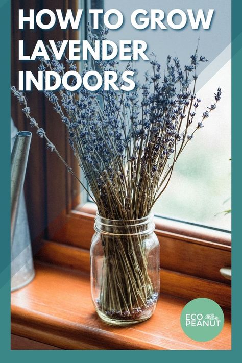 Lavendar Growing Indoors, Lavender Plant Bedroom, Planting Lavender Indoors, How To Grow Lavender Indoors, Can You Grow Lavender Indoors, Lavender Plant Indoors, Indoor Lavender, Growing Lavender Indoors, Lavender Cuttings