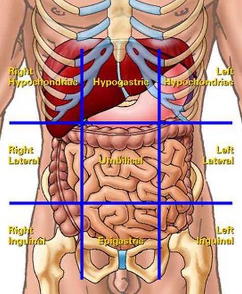 liver-location-in-abdomen-quadrants Body Quadrants, Liver Location, Gi Nursing, Homeschool Anatomy, Quadrants Of The Abdomen, Kidney Pain, Bollywood Retro, Nursing Assessment, Health Assessment