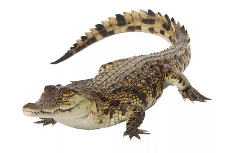 Nile Crocodile Facts (Crocodylus niloticus) Crocodile Facts, Crocodile Images, Crocodile Eating, Crocodile Tattoo, Nile Crocodile, Crocodile Tears, Conservation Biology, Saltwater Crocodile, Crocodile Shoes