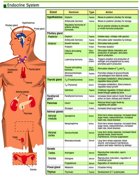 Pressure Quotes, Clinical Chemistry, Hypertension Diet, Endocannabinoid System, Nurse Rock, Nursing Tips, Nursing Study, E Mc2, Nursing Education