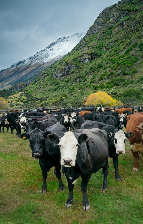 New Zealand Farm, Cattle Herd, New Zealand Mountains, Cattle Drive, Queenstown New Zealand, Gili Trawangan, Farm Photography, Snowy Mountain, Ranch Life