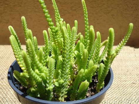 Watch Chain has typical watering needs for a succulent. It’s best to use the "soak and dry" method and allow the soil to dry out... Watch Chain Succulent, Multiplier Des Plantes Grasses, Princess Pine, Different Types Of Succulents, Cactus Planta, Propagating Succulents, Types Of Succulents, Succulent Soil, Growing Succulents