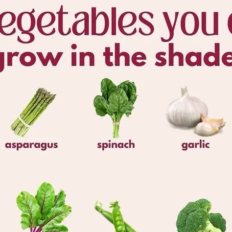 SELF-SUFFICIENT-BACKYARD on Instagram: "shade-loving veggies: grow these 15 without direct sun! 

TIP: mulch to retain moisture and suppress weeds, but if you have a cedar planter you don’t need to worry about that😉

#shadegardening #veggietips #shadelovingvegetables #vegetables #tipstogrowvegetables #shadecontainergardening #gardenbedgardening #shadegarden #gardeningtips #urbangardebing #raisedgardenbeds #planterboxes #growyourownfood #smallspaceliving #cedargarden #cedarplanters" Shade Loving Vegetables, Self Sufficient Backyard, Cedar Garden, Cedar Planters, Rv Road Trip, Self Sufficient, Garden Veggies, Grow Your Own Food, Planter Boxes