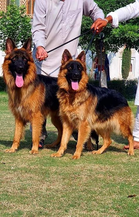 German Shepherd Long Coat, Long Coat German Shepherd, Coban, Dogs For Sale, German Shepherds, Pet Grooming, Beautiful Dogs, Long Coat, German Shepherd