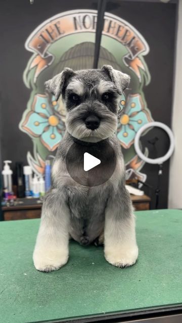 ✂️ 𝕵𝖆𝖒𝖊𝖘 𝕳𝖔𝖑𝖇𝖊𝖗𝖗𝖞 ✂️ on Instagram: "Well Schnauzer me silly and call me a dog groomer! 😂

I wish I had more schnauzers to work with! Along with the Bichon, they are one of my hands down favourites to groom in an Asian style! 😍🌸

Don’t forget you can still get access to my full Asian style schnauzer webinar with Angus (featured here), just drop me a dm to get your access! 🥰🐾

Featured clippers: @joyzzegrooming ‘Falcon’ 🦅

Scissors: @kenchiigrooming ‘Lotus’ 8” Straights and ‘5 Star’ 5.5” curves

Prepped in @hyponic.americas ‘Grooming Artist: clipper cut’ shampoo
.
.
.
#miniatureschnauzer #miniatureschnauzers #miniatureschnauzersofinstagram #asianstylegrooming #asianfusiangrooming #asianfreestylegrooming #doggroomer #doggrooming #doggroomersofinstagram #doggroominglife #dog Schnauzer Cut, Schnauzer Grooming, Clipper Cut, Dog Groomer, Miniature Schnauzer, I Wish I Had, Asian Style, Dog Grooming, A Dog