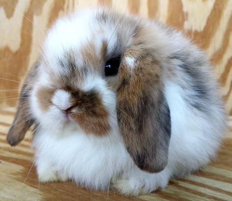 Holland Lop Bob Lob Haircut, Rabbits Cute, Haircuts Blonde, Holland Lop, Lob Haircut, Blonde Hairstyles, Cute Bunnies, Baby Bunnies