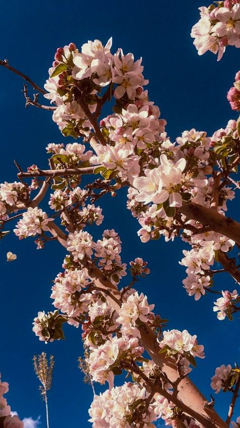 Blossom Aesthetic, Apple Blossom Flower, Flower Tree, Flower Nature, Apple Orchard, Apple Blossom, Flowering Trees, Blossom Flower, Beautiful Flower