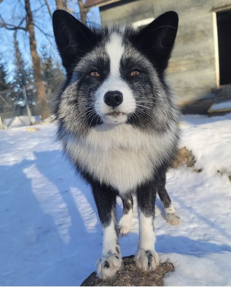 Marble Fox Therian Mask, Marble Fox Therian, Marble Fox Photography, Black Foxes, Animal Markings, Japanese Raccoon Dog, Fox Therian, Snow Animals, Birman Cat