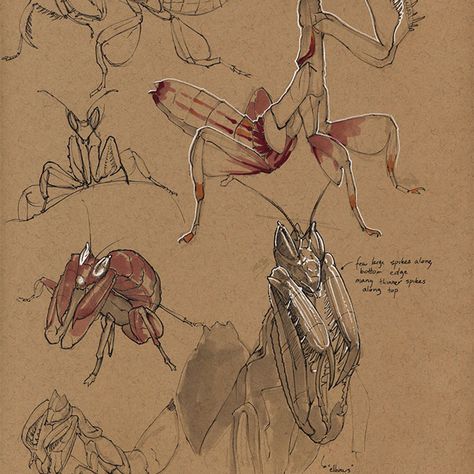 Insects by Floris van der Peet on ArtStation. Praymantis Drawing, Orchid Mantis Drawing, Praymantis Tattoos, Insect Drawing Sketchbooks, Insect Sketch, Insect Artwork, Insect Anatomy, Insect Drawing, Wally Wood